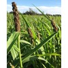 5 lbs. Japanese Millet Seed Waterfowl Ducks Pheasant Cover Crop