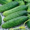RAISE ME UP: Seeds Self-Pollinated Cucumber Firm Secret F1 for