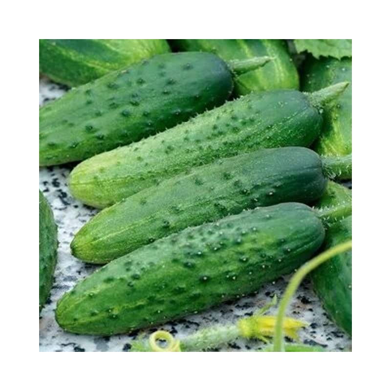 RAISE ME UP: Seeds Self-Pollinated Cucumber Firm Secret F1 for