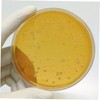 Agar Plates 10pcs Nutrient Agar Plate Toy Tools Glass Mushroom