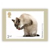 Royal Mail CATS, SIAMESE GROOMING, ORIGINAL ROYAL MAIL POSTCARD (1),