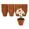 BUZZY Daisy Seeds & Genuine Terracotta 5cm Mini Pot Bulk