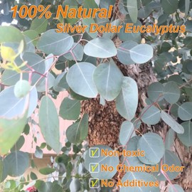 Dried Preserved Eucalyptus Stems, 7-10 Pcs Real Natural Silver Dollar Leaves, 5-17" Real Fresh Eucalyptus Plant Branches for Wreath, Home, Wedding Décor, Mother's Day, Floral Arrangement Vase Filler
