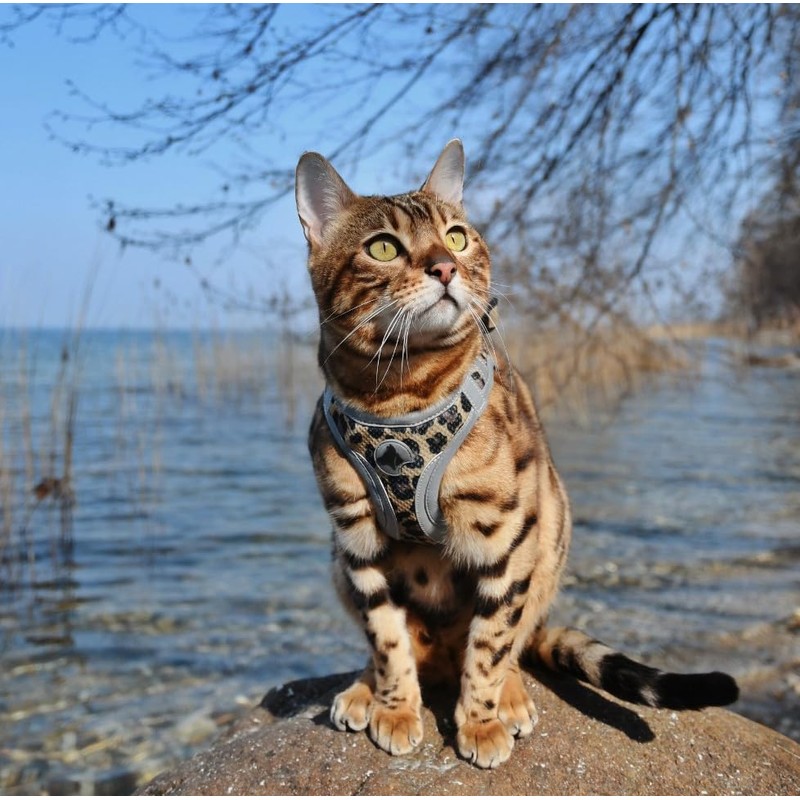 CROCI Hiking Harness Reflective, Medium