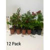 Sioux Crepe Myrtle Trees - Pink Blooms - Quart Containers