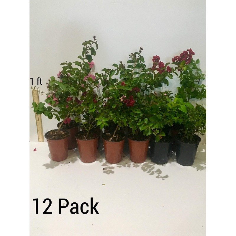 Sioux Crepe Myrtle Trees - Pink Blooms - Quart Containers