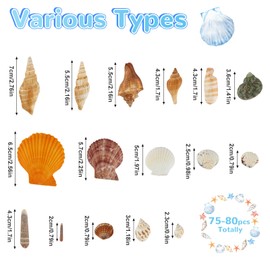 Sea Shells Mixed, 80 pcs Natural Seashells, 2-9 cm Shells for Crafting, Vase Fillers, Fish Tank, DIY Crafts, Beach Themed Party, Home, Wedding Decorations