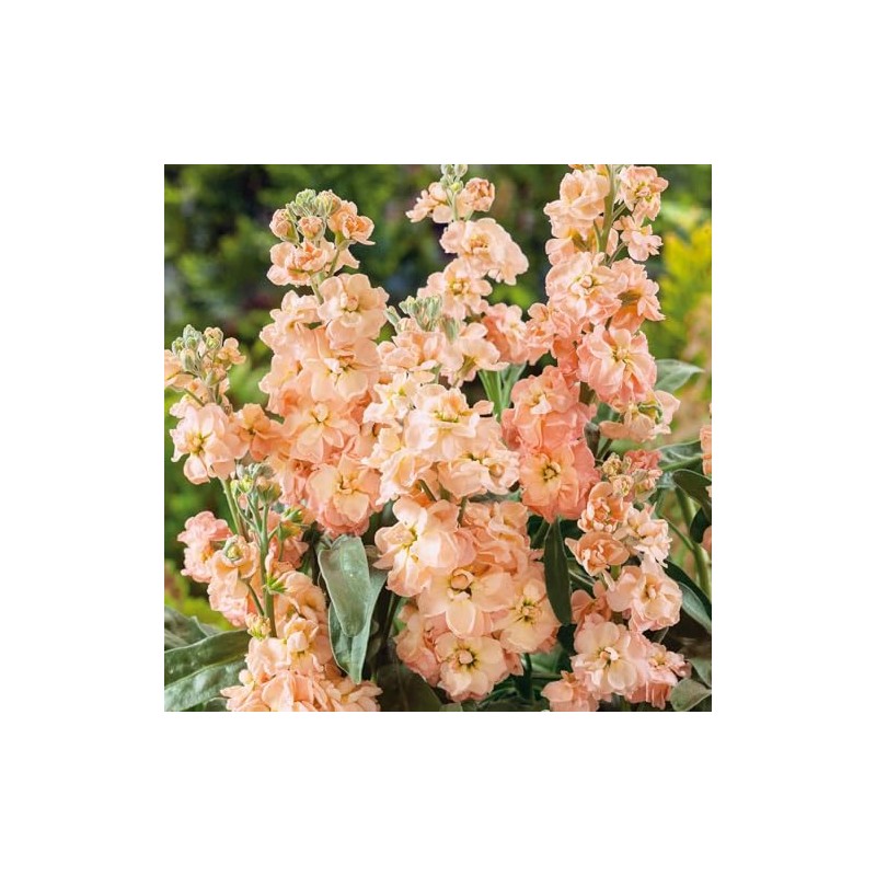 Eden Brothers Stock Seeds - Apricot