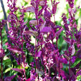 Outsidepride Orach - 1000 Seeds