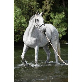 Hunters Saddlery Natural Horsemanship Rope Halter Headcollar Compatible with Parelli Horse Training Method (Extra Full/Warmblood, Grey)