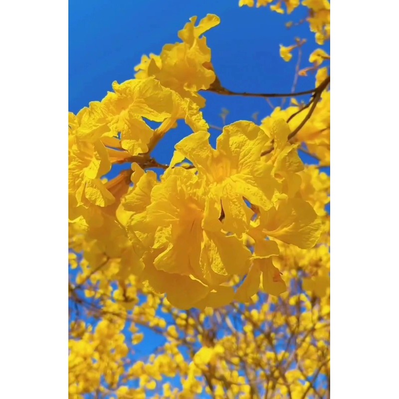 Seed-Top 60 YellowTabebuia Seeds Trumpet Tree Handroanthus chrysotrichus Rare Tree