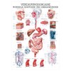 Digestive Organs Mini Poster Anatomy 34x24 cm Medical Teaching Medium