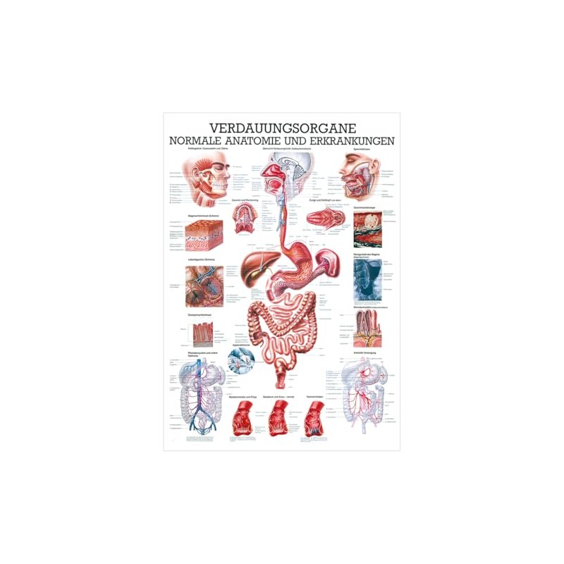 Digestive Organs Mini Poster Anatomy 34x24 cm Medical Teaching Medium