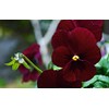 Viola Seeds Arkwright Ruby Viola Cornuta Pansies Red 40+ Seeds