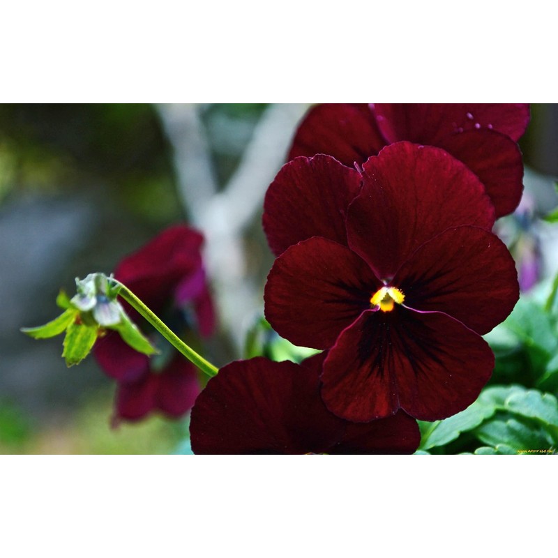 Viola Seeds Arkwright Ruby Viola Cornuta Pansies Red 40+ Seeds