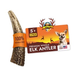 Tibetan Elk Antler for Dogs, Grade-A, Medium 5"+, Pack of 2, Premium Antler Chews Naturally shed Healthy & Longer Lasting Aggressive chewers, USA Product Split Antler (Whole)