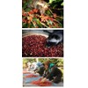 Kopi Luwak Arabica Speciality of Indonesia 200 g Milled Gourmet