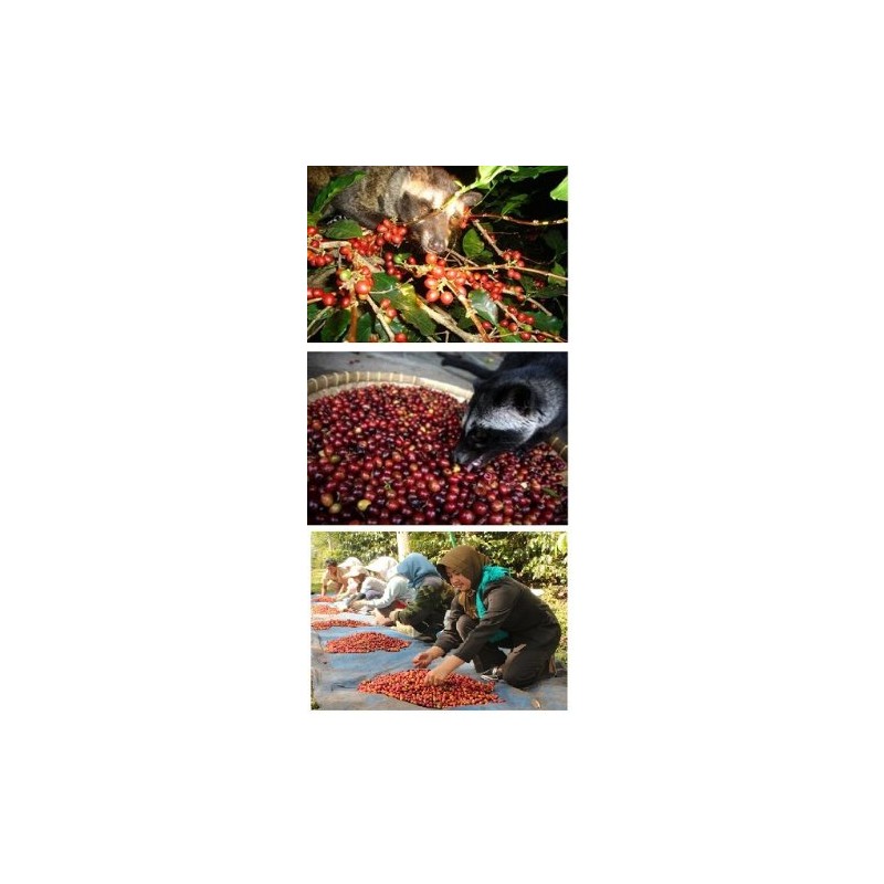 Kopi Luwak Arabica Speciality of Indonesia 200 g Milled Gourmet