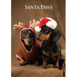 Miniature Dachshunds Dog Christmas Card by Charles Sainsbury-Plaice. Large A5 Size with Envelope.