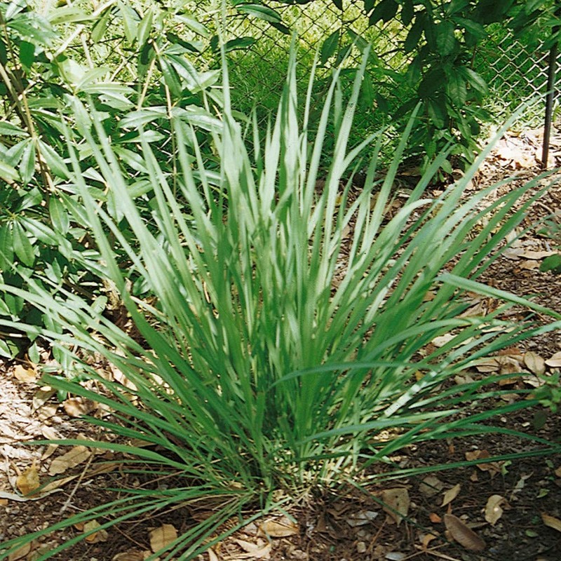 Outsidepride Lemon Grass Plant Seeds - 1000 Seeds