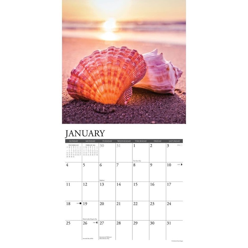 Willow Creek Press, Seashells 2026 Wall Calendar, 12'' X 12'',