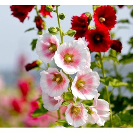 700+ Hollyhock Seeds Carnival Giant Mallow Double Hollyhock Flowers Seed Perennial Outdoor Home Garden Flower