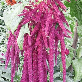 Everwilde Farms - 1 Oz Love-Lies-Bleeding Wildflower Seeds - Gold Vault