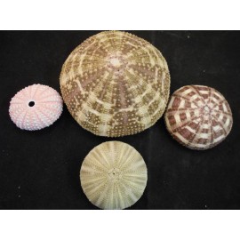 Florida Shells and Gifts Decorative Sea Urchin Sampler: Natural Pink, Green and 2 Alfonso Nautical Beach