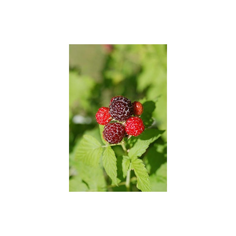 Green Promise Farms Rubus Edible-Shrub, 2-Size Container, Raspberry-Jewel
