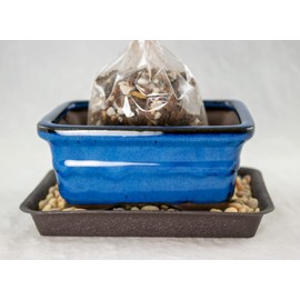 6" Rectangular Blue Bonsai Pot, Cactus & Succulent Planter + Soil + Tray + Rock + Mesh Kit (765-6B KIT)