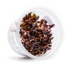 SubstrateSource Alternanthera Reineckii 'Mini' Red Stem Tissue Culture Aquatic Live