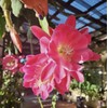Generic Epiphyllum “ Meadow Rose ” Orchard Cactus Big Pink