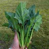 Spinach Seeds - Chinese - Green Arrow - Hybrid -
