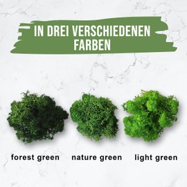 Eurofoto Iceland Moss Set Preserved | Moss for Crafts and Decoration | Colour Mix: Green | Box with 300 g Content