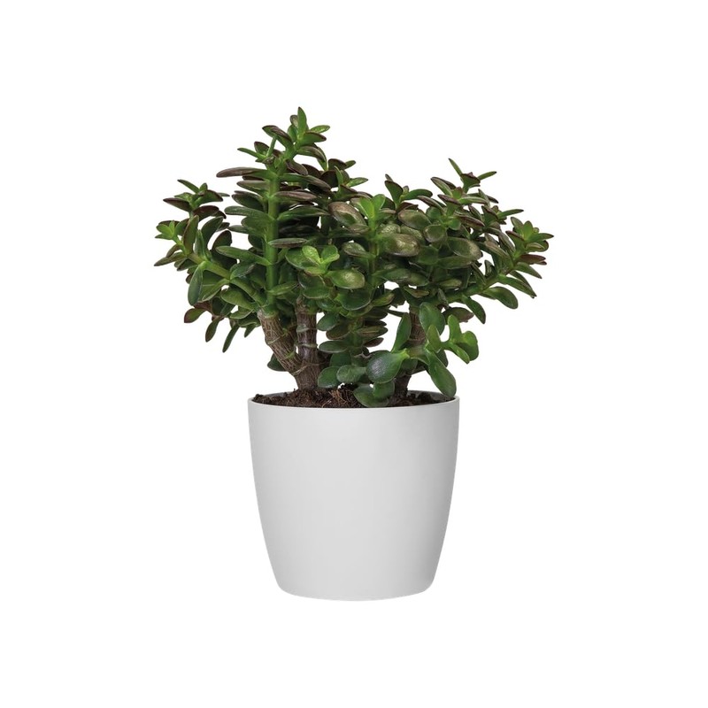 elho Brussels Round 16 - Flower Pot for Indoor -