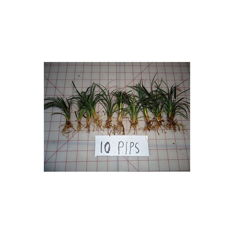 DWARF MONDO GRASS 50 PIPS