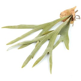 Factory Direct Craft Flocked Artificial Staghorn Fern