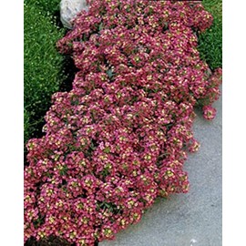 Alyssum Aphrodite Series Red Annual Seeds