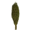 Vickerman 22 x 7 avg Foliage Green Olympia Seed Pod,