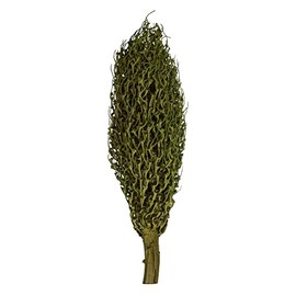 Vickerman 22 x 7 avg Foliage Green Olympia Seed Pod, 1 Piece, Dried