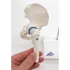 3B Scientific A84/1 Mini Hip Joint with Cross-Section + free