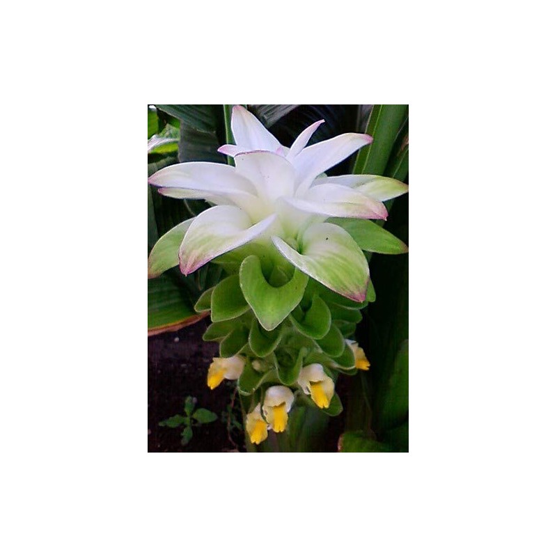 沖縄県産秋ウコン粒(90粒)