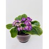 Novelty African Violet 4" with Ceramic Pot Best Blooming Plant