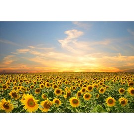 LFEEY 7x5ft Vinyl Sunflowers Field Backdrops for Photography Background Summer Landscape Sunset Blue Sky Outdoor Holiday Party Backdrop Children Adults Portraits Photo Studio
