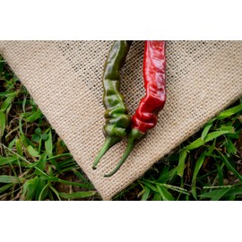 Sherwoods Seeds Black Thai Heirloom Chili Pepper Premium Seed Packet + More