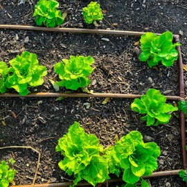 (100' ft Roll) - USA Made - 1/4-Inch x Irrigation/Hydroponics Dripline with 6-Inch Emitter Spacing (Brown) (100' Foot Roll)