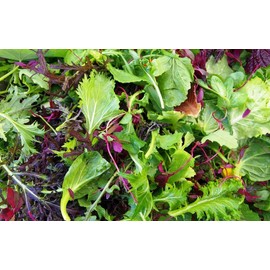 CEMEHA SEEDS - Seeds Indoor Lettuce Baby Vitamin Mix 20 Days for Salad Non GMO Vegetable for Planting 1000 Seeds