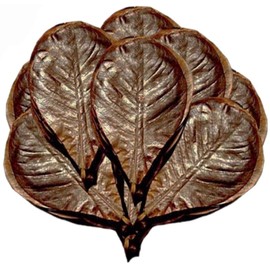 SunGrow Catappa Indian Almond Leaves, 8-Inches, Best Way to Create Tropical Rainforest Environment for Betta & Gouramis, Beneficial Leaf Turns Water Black, Encourages Reproduction, 10 Leaves per Pack