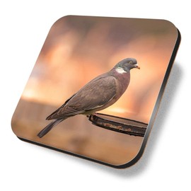 1 x Square Coaster - Common Wood Pigeon Wild Bird UK Cork Backed MDF Glossy Tea Coffee Accessory #50592
