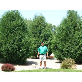 Thuja Arborvitae Blue Cone | 3 Live Trees | Evergreen Privacy Screening Hedge Plants